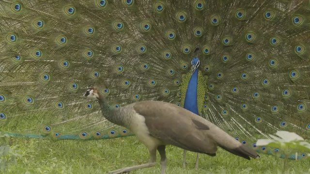 Peacock Dance with Female in India