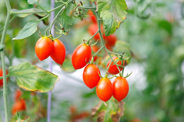 cherry tomato in organic farm