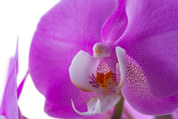 Obraz na płótnie Canvas Beautiful Phalaenopsis orchid flowers. Pink orchid flower.