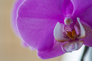 Beautiful Phalaenopsis orchid flowers. Pink orchid flower.