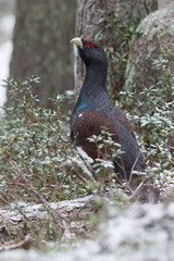 Urogallo Macho cantando