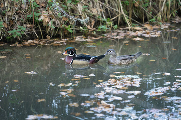 Male and female wood duck couple swimming in a canal with leafs, two astray waterbirds, rare species that visit Europe sometimes or are held in ponds for their beauty