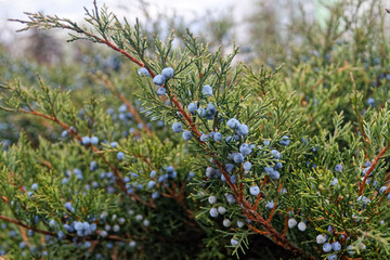 juniperus fruit