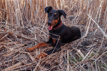 A young black Doberman puppy lying in a field in dry grass in summer close-up, dog walking concept, pet, human friend, aggressive and friendly breeds, training and upbringing