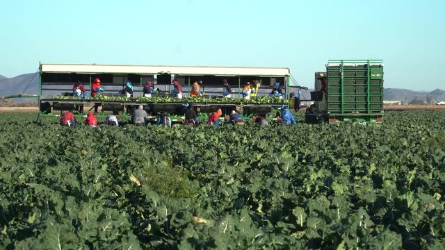 Migrant workers harvesting broccoli in farmers field; close up - Yuma, Arizona