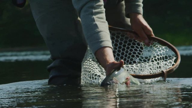 Slow motion of a fisherman holding a fish he caught with a net in the background and he releases fish back into the water.
