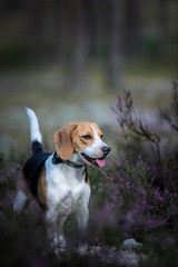 beagle dog walking in forest