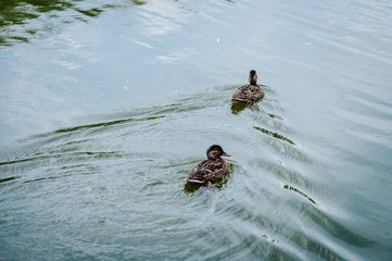 Two ducks float back in the water on the lake. Close up. Autumn.