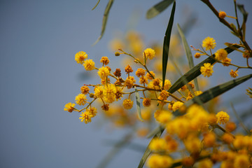 Charming flowers on the dim background