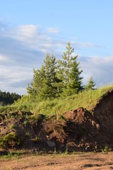 Obraz premium pine tree in mountains