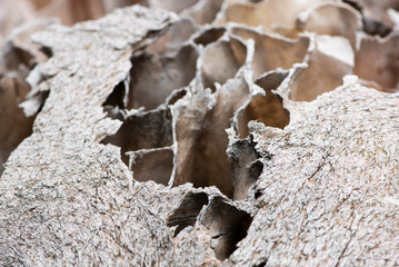 A close-up picture of an elephant skull exposed to the African sun in the veld reveals delicate detail in the bleached bone structure
