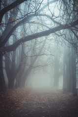 Dark autumn forest in the fog