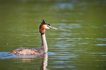 Great crested grebe ( Podiceps cristatus )