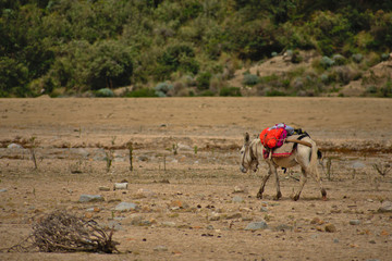 Landscape of a donkey in a rocky valley in Huascaran National Park