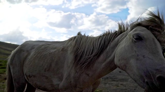 Horses in a bad starving condition, closeup shot as the horse shaking its head, another yawning showing its teeth. 