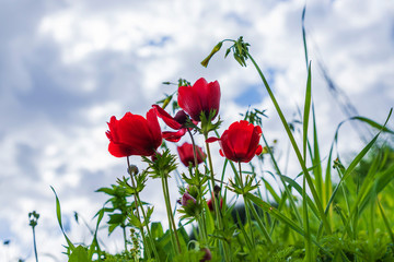 Red anemones coronaria flowers in bloom in green grass against blue sky with clouds