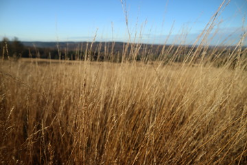 grass and blue sky