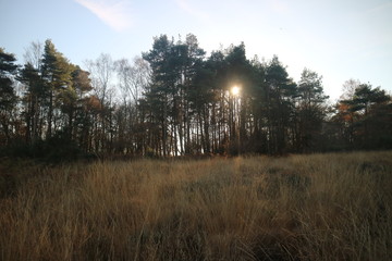 Obraz premium sunset in the forest