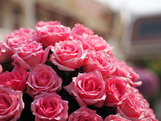 pink rose flower arrangement Beautiful bouquet on blurred of nature background symbol love Valentine Day
