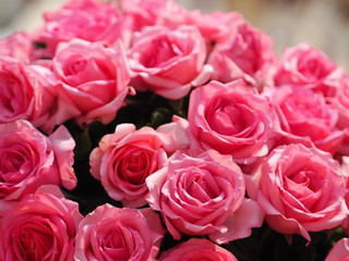 pink rose flower arrangement Beautiful bouquet on blurred of nature background symbol love Valentine Day