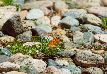 LECHO DE PIEDRA Y MARIPOSA