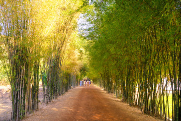 Four young  walking in the bamboo tunnel with dirty road 