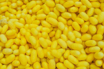 Close up of silk worm cocoons