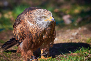 Black Kite Closeup (Milvus migrans) Falconry