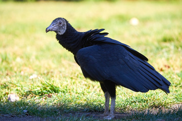 Black Vulture Closeup (Coragyps atratus)