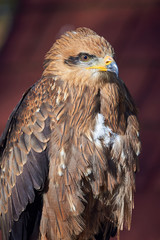 Black Kite Closeup (Milvus migrans) Falconry