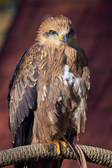 Black Kite Closeup (Milvus migrans) Falconry