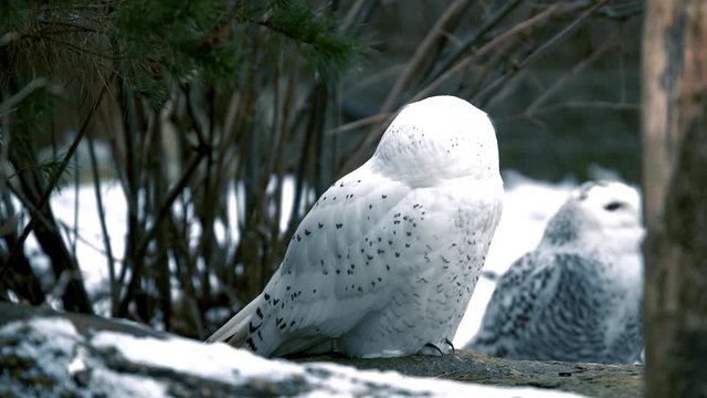 Snowy owl, also called Bubo Scandiacus, sitting in winter forest. White snow on trees with winter animals. Natural portrait of owl.