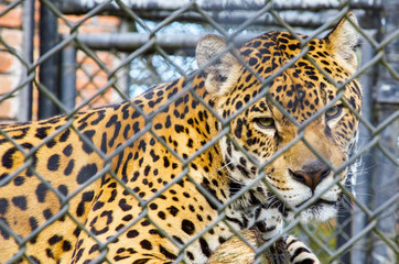 Onça presa em zoológico