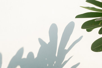 Leaves shadow background of natural plumeria leaves and tree branch falling on white  wall