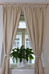 Huge Peace Lily plant standing in a room inside on a window ledge with beige curtains hanging around the window