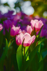 Tulip flowers for decoration, beauty, postcard and agricultural concept design.