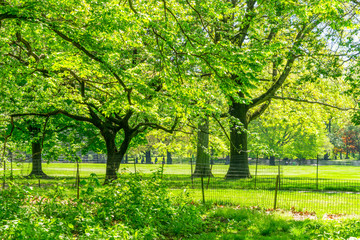 Many growing fresh green trees stand along the footpath beside the Great Lawn in the Central Park New York City NY USA on May. 06 2019.