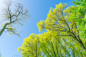 Big fresh green trees grow under the blue sky in springtime at Central Park New York City NY USA on May. 06 2019.