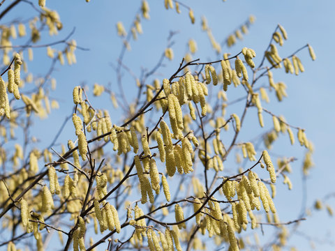 (Corylus avellana) Floraison du noisetier commun ou coudrier ou inflorescence m&acirc;le en forme de chatons jaunes pendant sur des branches d&eacute;nud&eacute;es