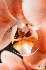 Blooming orange Orchid. Flora, nature.  Orhidea Phalenopsis home flower.  - obrazy, fototapety, plakaty