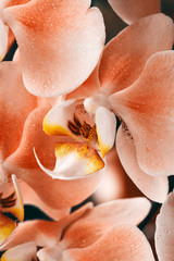 Blooming orange Orchid. Flora, nature.  Orhidea Phalenopsis home flower. 