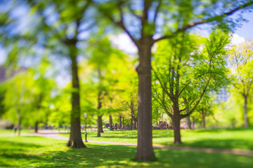 Big growing fresh green trees stand along the footpath in Central Park New York City NY USA on May. 08 2019.