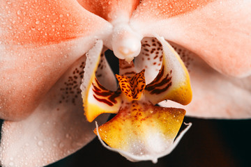 Blooming orange Orchid. Flora, nature.  Orhidea Phalenopsis home flower. 