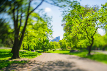 Midtown Manhattan buildings stand beyond the many growing fresh green trees along the Park road in Central Park in Central Park New York City NY USA on May. 08 2019.