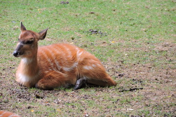 A chestnut sitatunga with white stripes lying on green grass