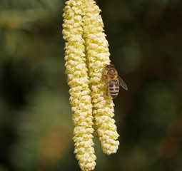 (Corylus avellana) Gros plan sur des chatons de noisetier commun  visités par une abeille pour en extraire du pollen