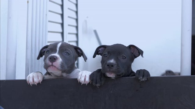 seven weeks old American Staffordshire Terrier puppies jumping against a fence and looking into the camera