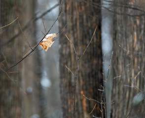 A withered leaf.