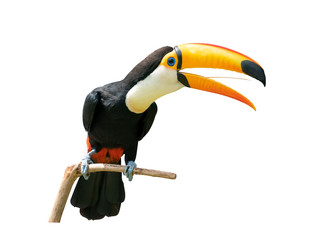 Toucan bird in a tree branch on white isolated background