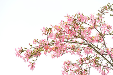 Obraz na płótnie Canvas silk floss tree flower isolated on white background